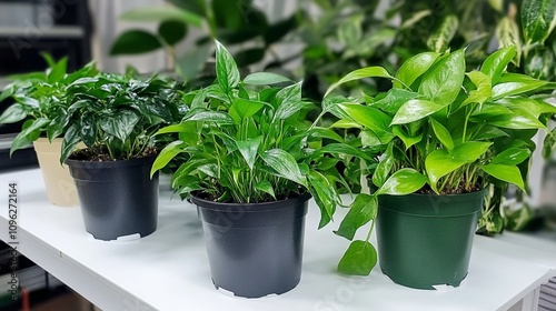 Vibrant green houseplants in black and green pots lined up on a white surface, showcasing lush foliage and varied leaf shapes for indoor gardening enthusiasts. photo