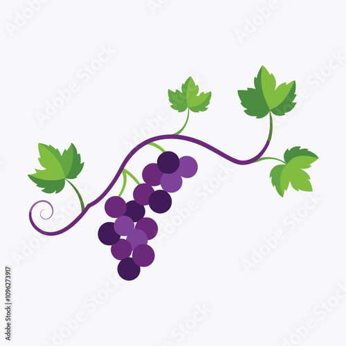 A fresh natural vine with white background