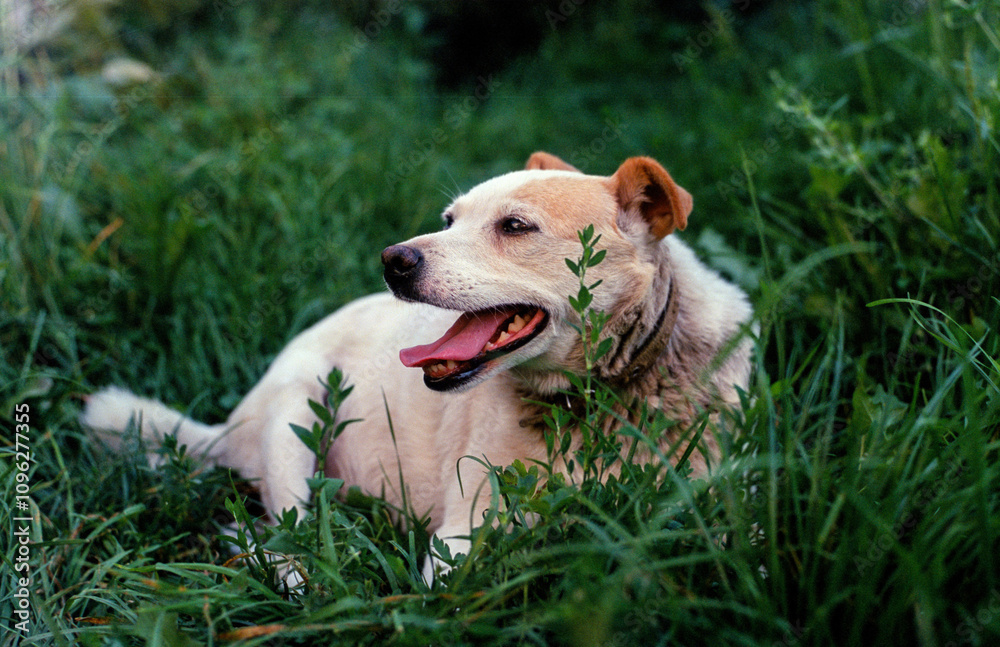 White dog with pink tongue lying on the green grass. White dog with pink tongue lying on the green grass.