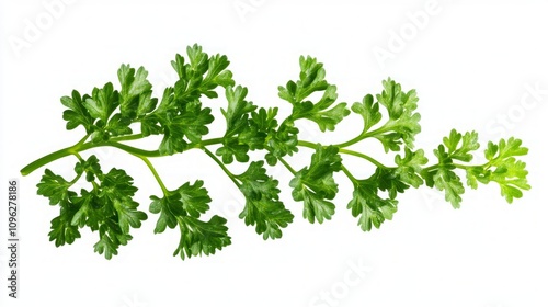 Fresh Parsley Sprig - Vibrant Green Herb