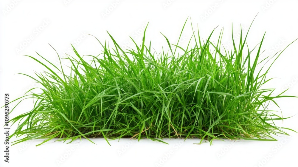 Fresh Green Grass - A Lush Spring Scene Fresh Green Grass - A Lush Spring Scene