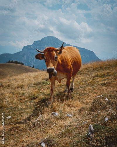 Vache brune dans un pré de montagne photo