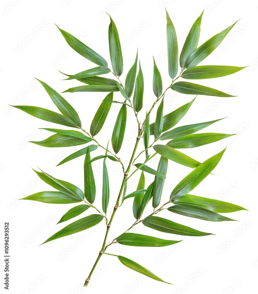 Fototapeta premium Fresh green bamboo leaves, PNG, Isolated on Transparent Background