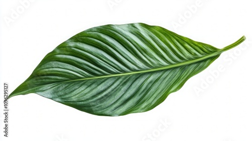 Stunning Green Tropical Leaf photo