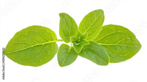 Fresh Oregano Leaves - Aromatic Herb for Cooking