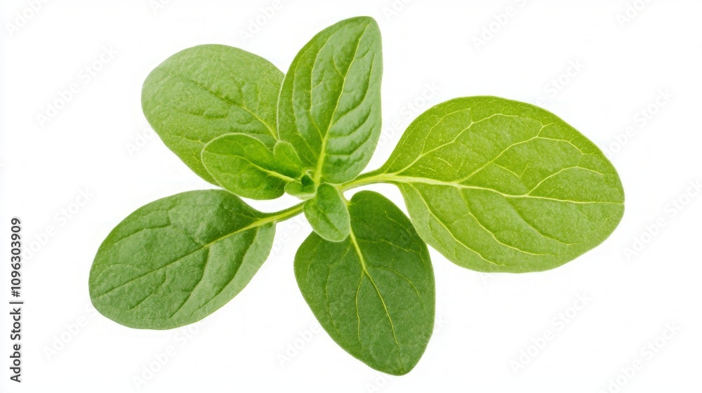Fresh Green Leaves Close-up Fresh Green Leaves Close-up