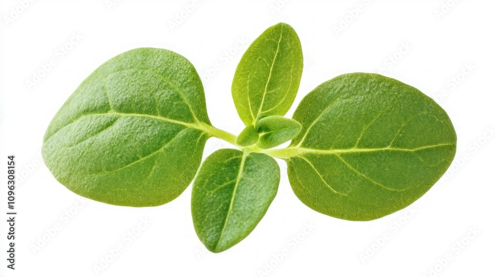 Fresh Green Leaves - Vibrant Plant Detail Fresh Green Leaves - Vibrant Plant Detail