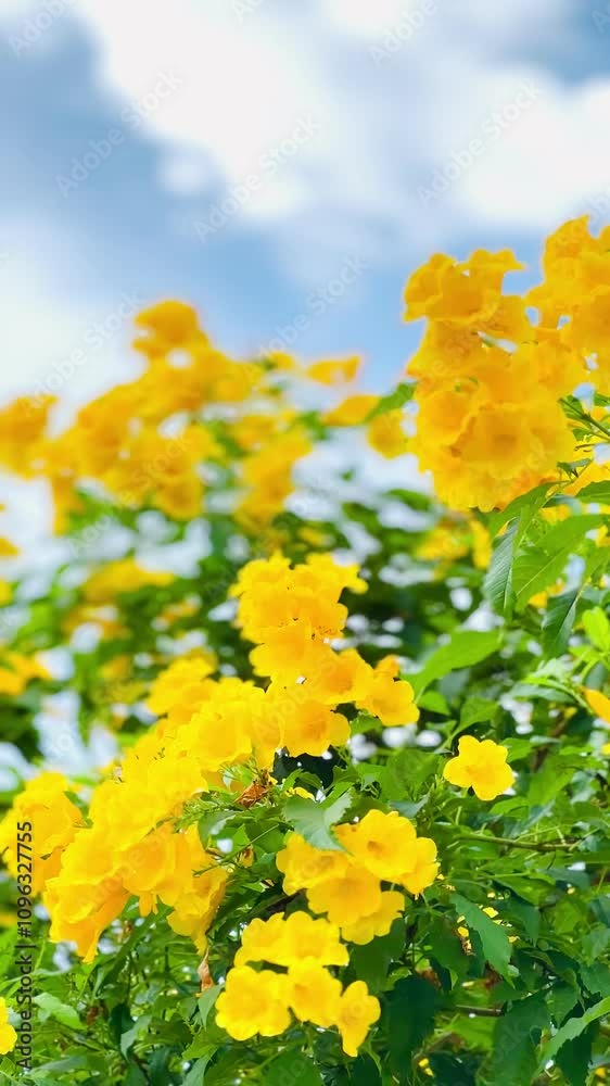 4K Urai slut blooms beautifully yellow in the garden with bright blue sky 4K Urai slut blooms beautifully yellow in the garden with bright blue sky