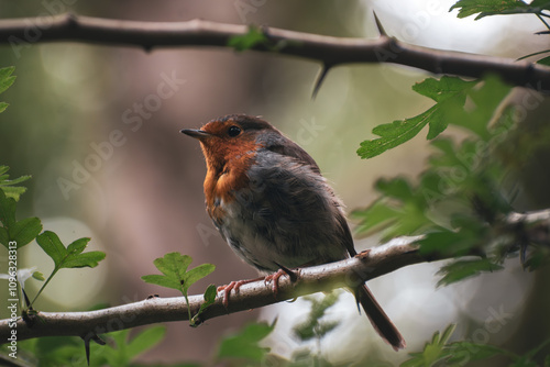 robin on a branch