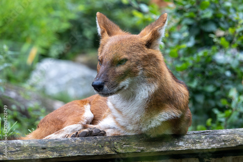 Foto Dhole - Agile Hunter in Lush Forest Environment