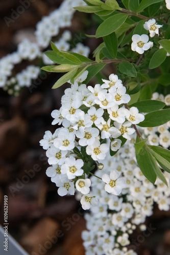 forget me not flowers