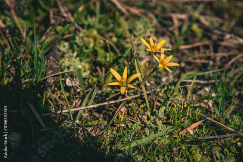 yellow flowers in the grass