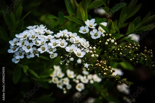 forget me not flowers