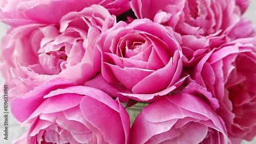 Rose Soeur Emmanuelle