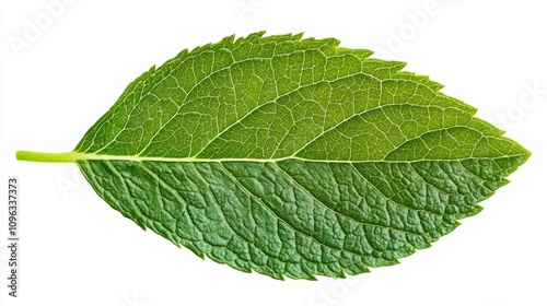 Close-up of a vibrant green leaf