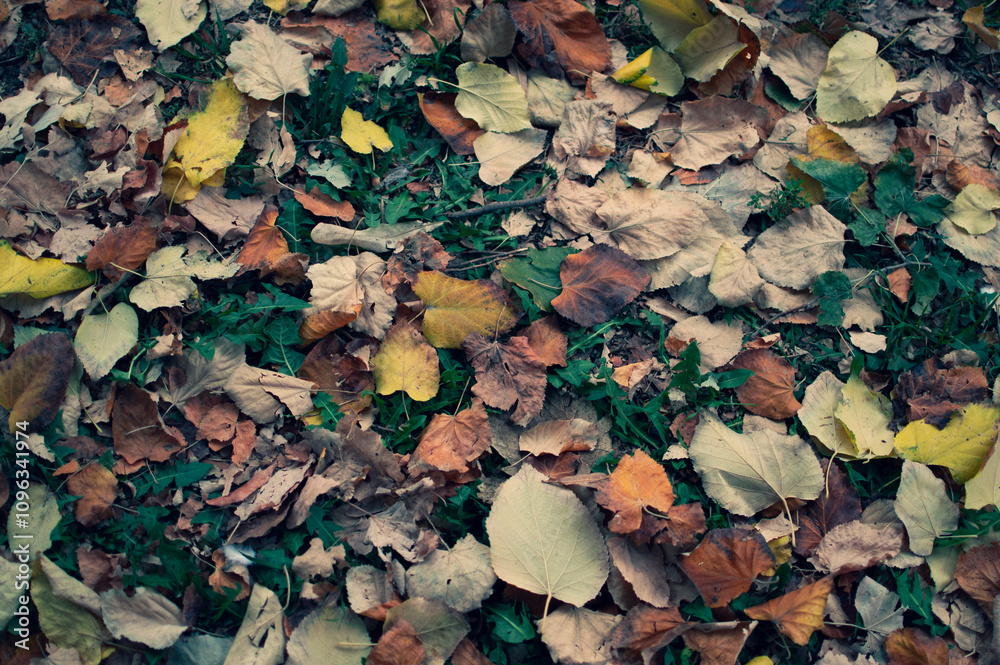 Obraz premium autumn leaves background