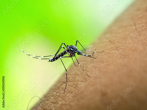 A close-up of a mosquito as it lands on human skin. The image vividly shows the insect's features and highlights the potential for disease transmission, set against a vibrant green background.