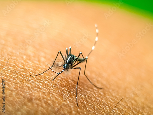 A close-up of a mosquito perched on human skin, showcasing its intricate body structure and delicate legs. This image highlights the mosquito's role in nature and its potential as a carrier