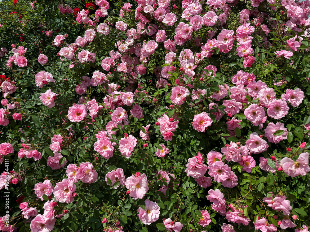 Rose bush pink flowers Rosa polyantha Rose bush pink flowers Rosa polyantha