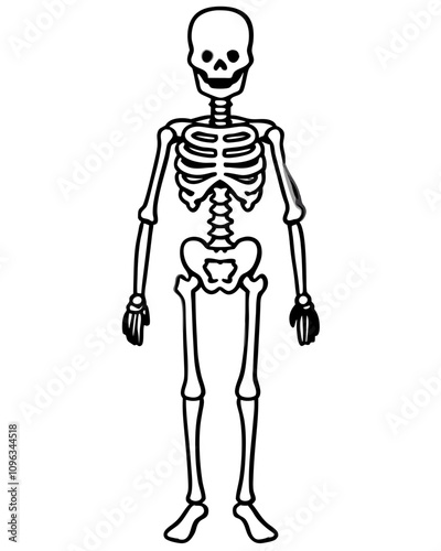 human skeleton vector illustration line art transparent background