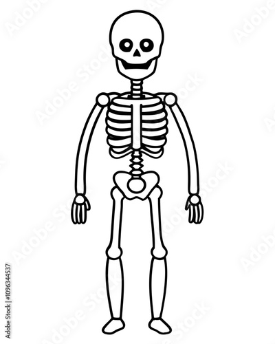 human skeleton vector illustration line art transparent background