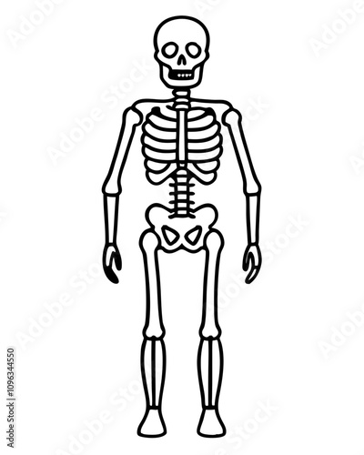 human skeleton vector illustration line art transparent background