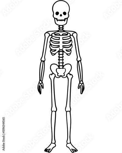 human skeleton vector illustration line art transparent background