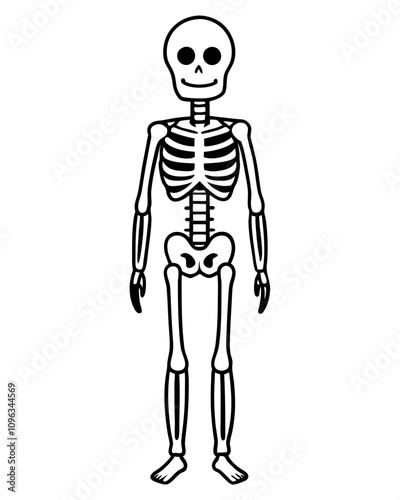 human skeleton vector illustration line art transparent background