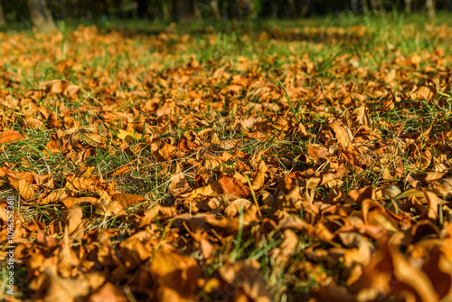 autumn leaves