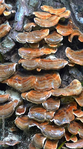 Polypore mushroom Trametes versicolor - tree mushroom on old rotten stump in garden, Ukraine