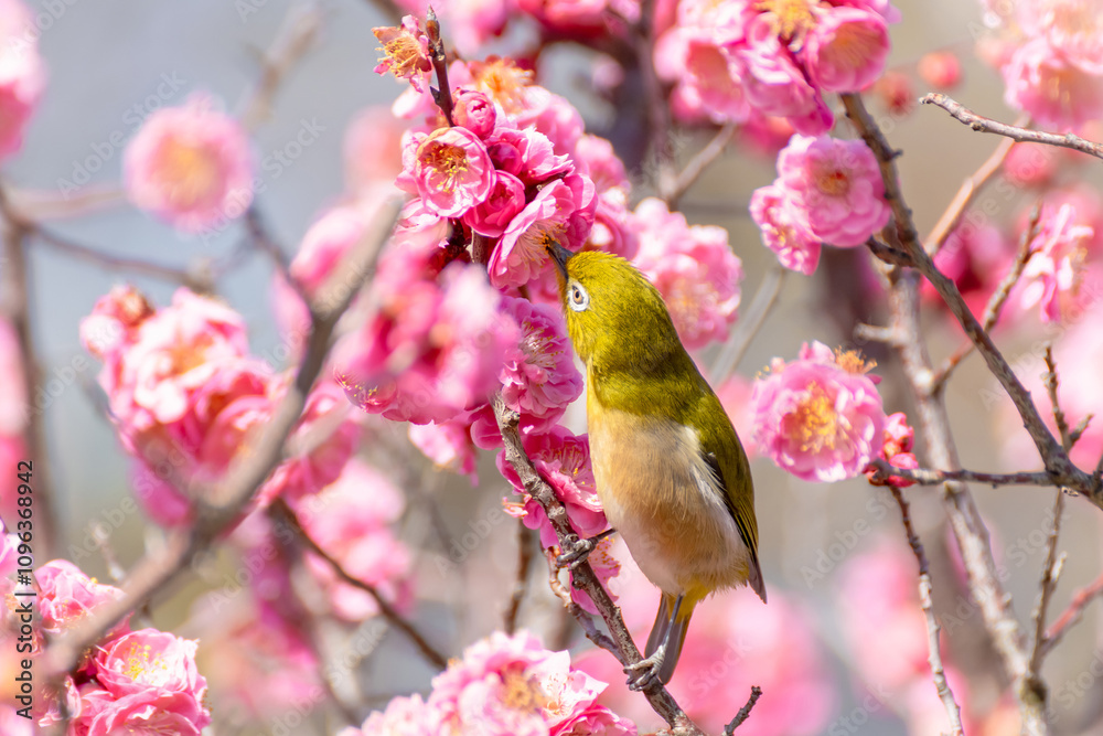 Japanese White-Eye sipping nectar from plum blossoms Japanese White-Eye sipping nectar from plum blossoms
