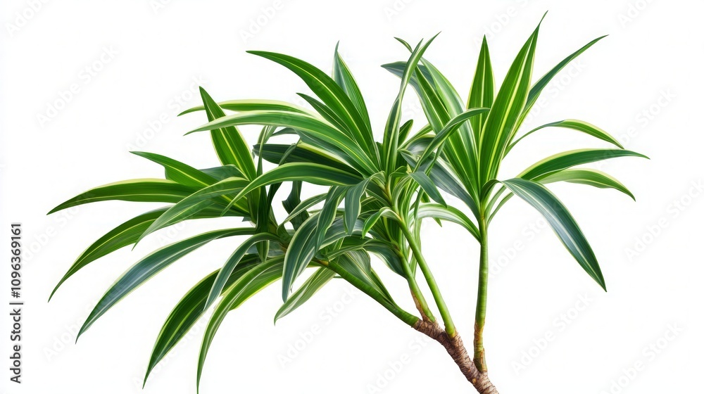 Striking Tropical Plant Detail Striking Tropical Plant Detail