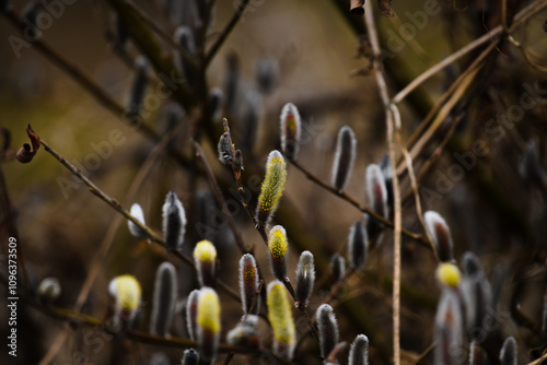 willow catkins