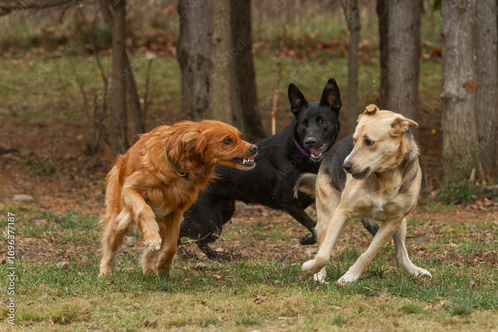 Three dogs playing with each other in an open grassy field. Three dogs playing with each other in an open grassy field.
