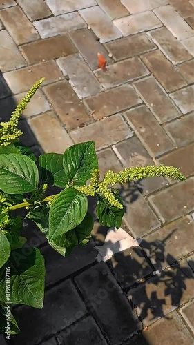 plant in the garden