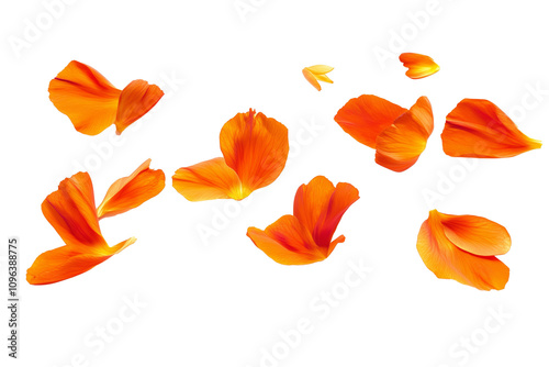 Floating orange flower petals isolated on transparent background