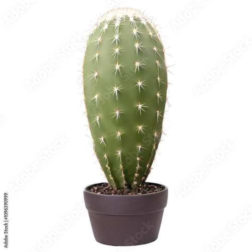 Cactus pot isolated on transparent background, png  photo