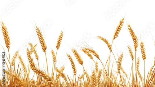 Golden wheat field isolated on transparent background