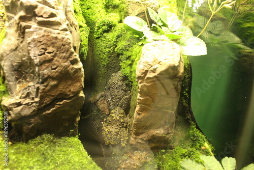 Rhacophoridae is a frog between rocks and moss. Growing amphibians in an aquarium photo