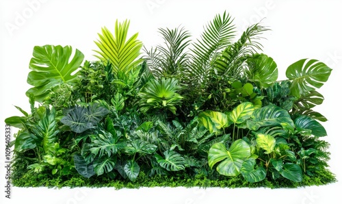 Lush tropical foliage, vibrant green leaves.