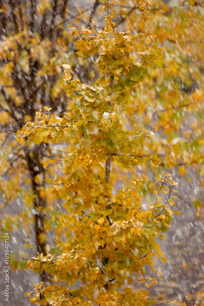 Fall season autumn leaf colours with large flakes of snow passing by and resting on the vegetation Fall season autumn leaf colours with large flakes of snow passing by and resting on the vegetation