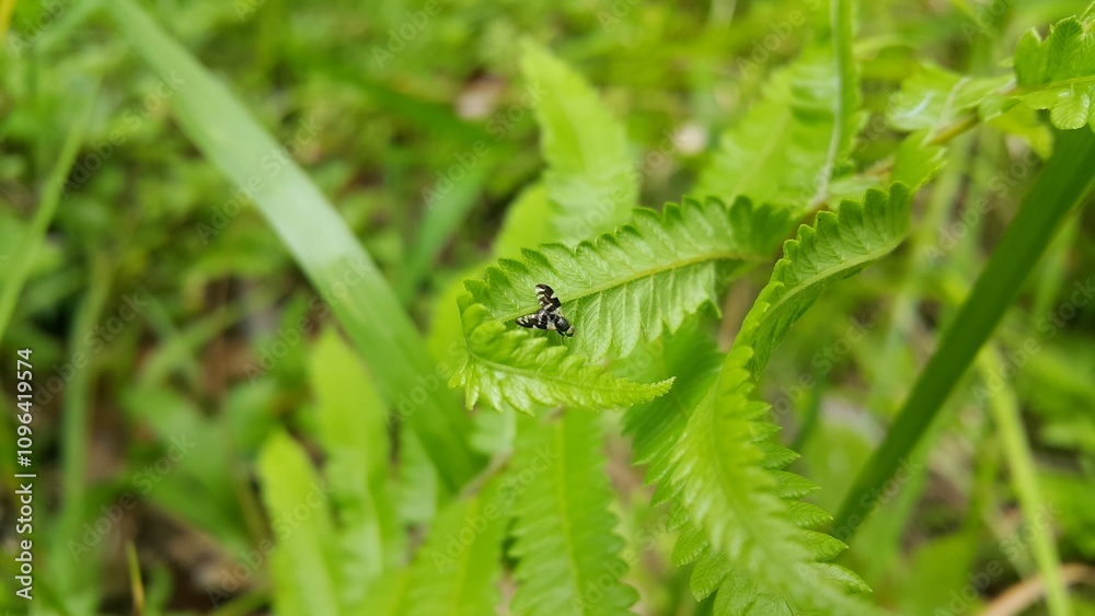 Photo of a rare striped fly perched on a leaf. Photo taken on the mountain. Photo of a rare striped fly perched on a leaf. Photo taken on the mountain.
