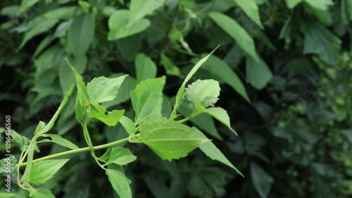 Wallpaper Mural Close-Up of Fresh Green Leaves and Young Shoots in Natural Foliage Torontodigital.ca