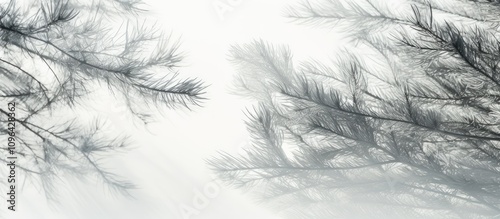 Gray shadows of fir tree branches softly blurred on a bright white wall creating an artistic overlay effect for serene backgrounds