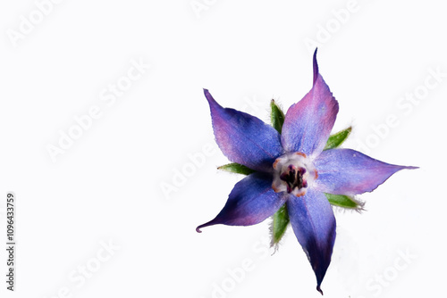 fleur de bourrache bleu sur fond blanc, png, transparent, ressource graphique photo