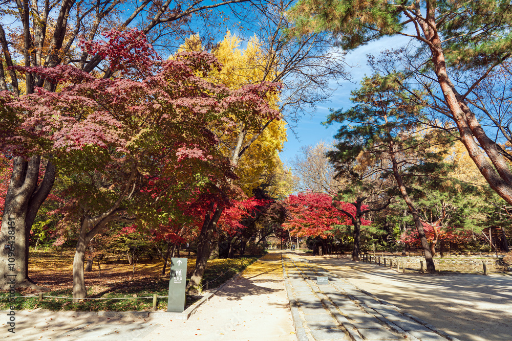 Naklejka premium 늦은 가을날의 종묘 단풍길- 종로구, 서울 대한민국