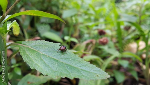 A small brown beetle perched on a plant leaf. Photo taken in a tropical forest. photo