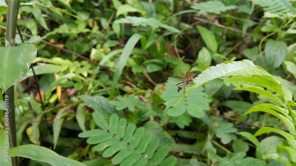 Paper wasp with long legs is resting on a leaf in the field. Yellow-ringed paper wasp. Photo taken in a tropical forest. Paper wasp with long legs is resting on a leaf in the field. Yellow-ringed paper wasp. Photo taken in a tropical forest.