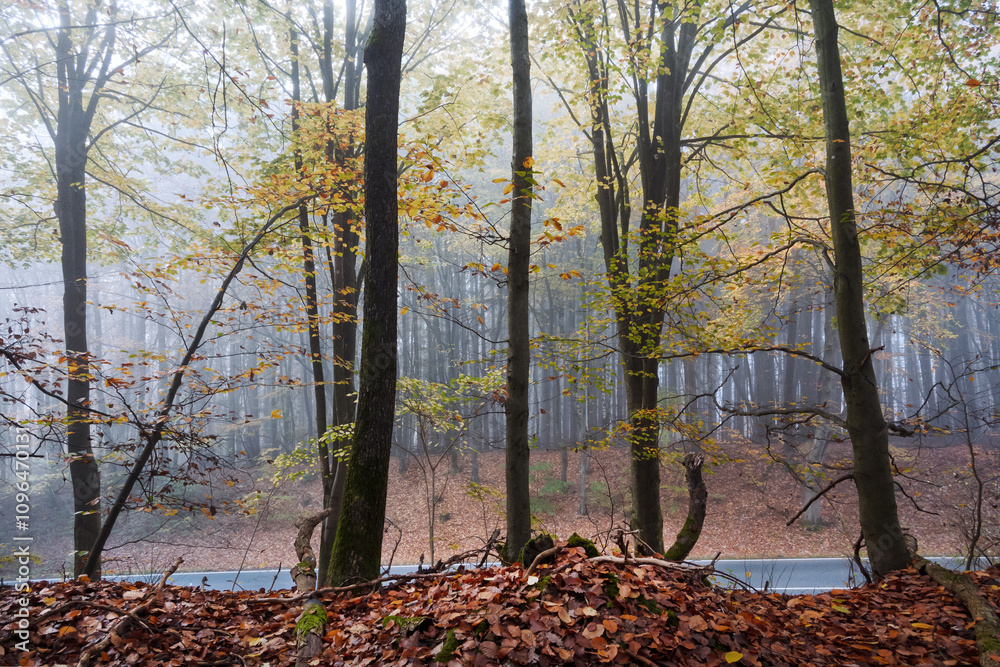 Fantastischer Nebel im November an der Landstraße Fantastischer Nebel im November an der Landstraße