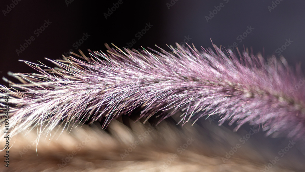 macro plant photography, blurred background and shadow, selective focus macro plant photography, blurred background and shadow, selective focus